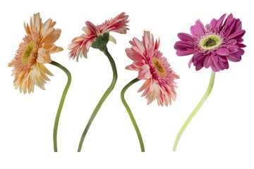 Set gerbera flowers Isolated on White Background. There are Red, Pink, Yellow, gerbera.
