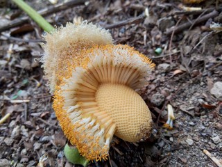 Bitter bean (Parkia speciosa, petai) flower on the ground