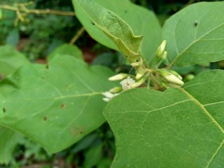 Mini eggplant (Solanum torvum) with green leaves and white flowers