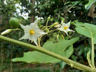 Mini eggplant (Solanum torvum) with green leaves and white flowers