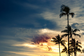 Obraz premium palm trees at sunset