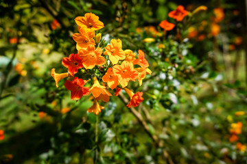 Naklejka na ściany i meble small orange flowers in a bush