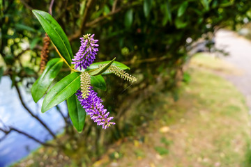 Spotlight on Purple Flowers