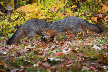 Grey Foxes (Urocyon cinereoargenteus) Pass Each Other on Autumn Leafed Ground