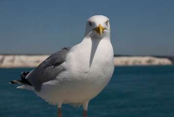 Seagull at The White Cliffs of Dover