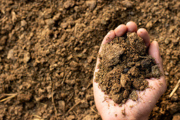 Dung or manure for planting.