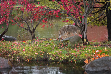 Coyote (Canis latrans) Sniffs Along Edge of Island in Rain Autumn