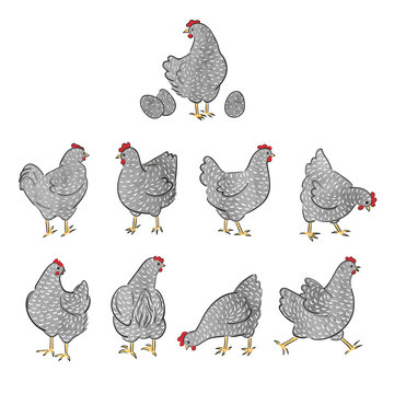 Set of hand drawn watercolor speckled hens. Chicken collection.