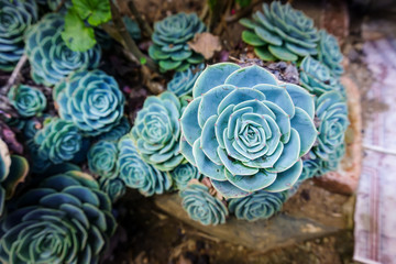 Mexican Snowball Succulents