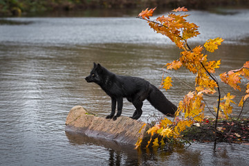 Silver Fox (Vulpes vulpes) Stands on Rock Looking Out From Autumn Island