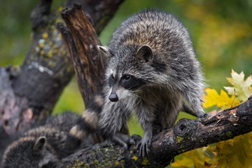Raccoon (Procyon lotor) Turns in Rainy Autumn Tree