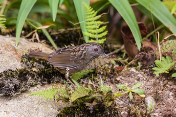 view of a beautiful bird in nature