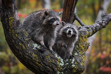 Raccoons (Procyon lotor) Mouths Open in Rain in Tree Autumn