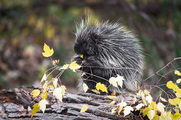 Porcupine (Erethizon dorsatum) Sits on Log in Rain With Leafy Autumn Branch