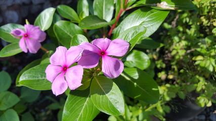 Vinca is a genus of flowering plants in the family Apocynaceae, native to Europe, northwest Africa and southwest Asia. The English name periwinkle is shared with the related genus Catharanthus