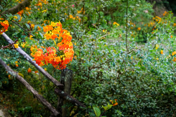 small orange flowers in a bush