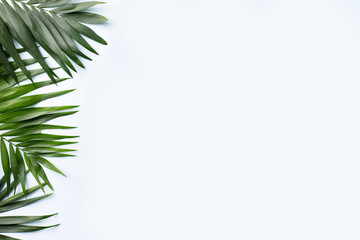 Summer vibes. Vacation, paradise, ocean shore resort, tropical beach travel concept, sea coast. Coconut palm leaves on white background. Summertime creative layout, copy space