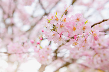 遅咲きの豆ザクラ	