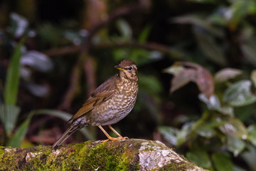 view of a beautiful bird in nature