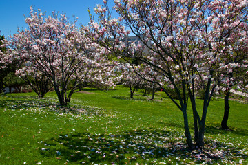 magnolia trees blossom in springtime