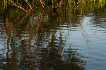 Vegetation branches reflected in moving water in the Tigre Delta, in Argentina