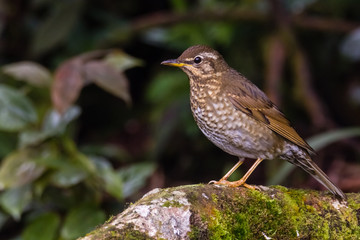 Fototapeta premium view of a beautiful bird in nature