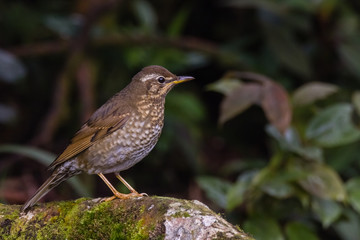 view of a beautiful bird in nature