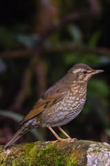 view of a beautiful bird in nature