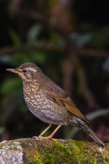 view of a beautiful bird in nature