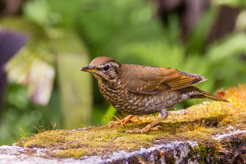 view of a beautiful bird in nature
