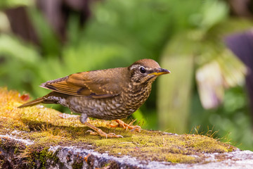 view of a beautiful bird in nature