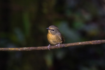 view of a beautiful bird in nature