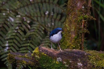 view of a beautiful bird in nature