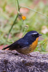 view of a beautiful bird in nature