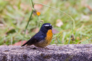 view of a beautiful bird in nature