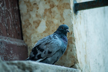  Close-up on a pigeon at the foot of a front door