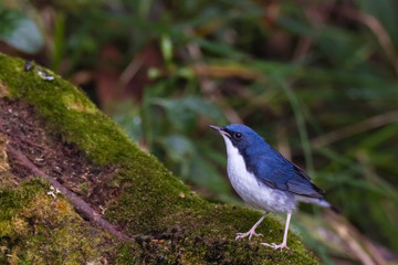 Obraz premium view of a beautiful bird in nature