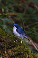 view of a beautiful bird in nature