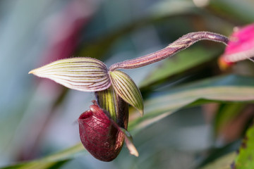 red white and green lady slipper orchid flower blooming