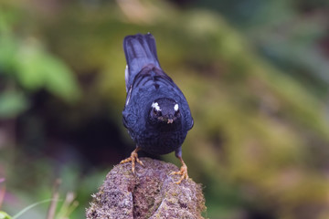 view of a beautiful bird in nature