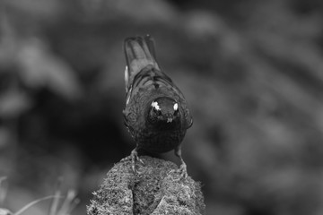 view of a beautiful bird in nature