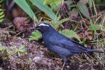 view of a beautiful bird in nature