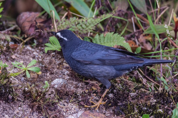 view of a beautiful bird in nature