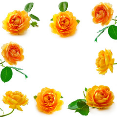 Collection of yellow rose flowers isolated on a white background.