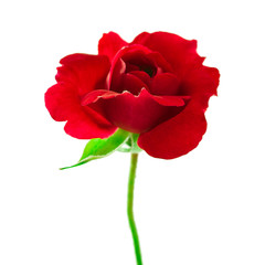 Red rose flower isolated on a white background.