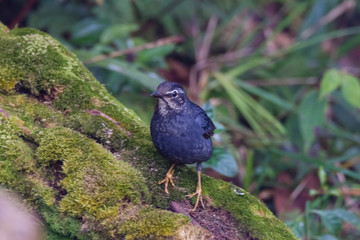 view of a beautiful bird in nature