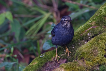 view of a beautiful bird in nature