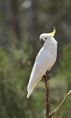 A sulphur crested cokatoo perched on a branch facing left of frame