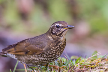 view of a beautiful bird in nature