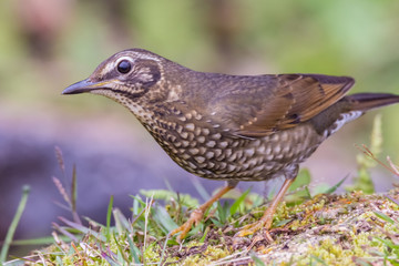 view of a beautiful bird in nature